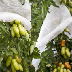 Non woven fabric for fruit protection